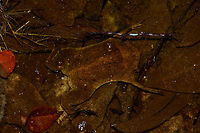Suriname toad - closeup, In&iacute;rida, Colombia This is a personal favorite, an unexpected jewel of a species we found as we were struggling the path of a dense forest in the pitch black night. In this flooded forest, dead leafs fall in the water, covering the floor. But one of these leafs is not dead, instead it's a bizarre type of amphibian called the Suriname Toad. <br />
<br />
It is remarkable in its appearance which is almost as flat as a leaf. To support the ability to be this flat, it has no tongue or teeth. An even more mind-blowing fact about this species is that females develop their young directly inside the skin of their own back, shown in this video:<br />
https://www.youtube.com/watch?v=mZ7b4spjXhw Colombia,Common Suriname toad,Guain&iacute;a,In&iacute;rida,Pipa pipa,South America,World