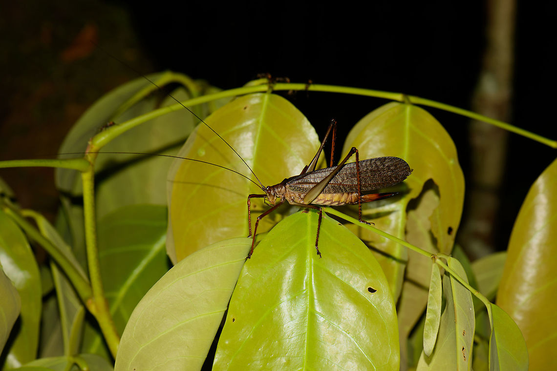 Giant Grasshopper/Katydid at night, Inírida, Colombia Full body shot of one of the largest Grasshoppers/Katydids I&#039;ve seen with my own eyes. Check this one in full screen with &quot;load original&quot; for a lot of detail. Note in particular the huge &quot;ovipositor&quot;, at least that&#039;s what I think it is. Closeup:<br />
<figure class="photo"><a href="https://www.jungledragon.com/image/52883/giant_grasshopperkatydid_at_night_-_closeup_inrida_colombia.html" title="Giant Grasshopper/Katydid at night - closeup, In&iacute;rida, Colombia"><img src="https://s3.amazonaws.com/media.jungledragon.com/images/2/52883_thumb.jpg?AWSAccessKeyId=05GMT0V3GWVNE7GGM1R2&Expires=1767225610&Signature=YLnk2IJTcBTsLTdyVjXTnm1N%2BCM%3D" width="200" height="122" alt="Giant Grasshopper/Katydid at night - closeup, In&iacute;rida, Colombia https://www.jungledragon.com/image/52882/giant_grasshopperkatydid_at_night_inrida_colombia.html Colombia,Guain&iacute;a,In&iacute;rida,South America,World" /></a></figure> Colombia,Guainía,Inírida,South America,World