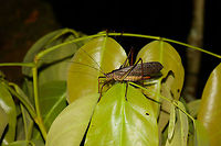 Giant Grasshopper/Katydid at night, Inírida, Colombia Full body shot of one of the largest Grasshoppers/Katydids I've seen with my own eyes. Check this one in full screen with "load original" for a lot of detail. Note in particular the huge "ovipositor", at least that's what I think it is. Closeup:<br />
https://www.jungledragon.com/image/52883/giant_grasshopperkatydid_at_night_-_closeup_inrida_colombia.html Colombia,Guainía,Inírida,South America,World