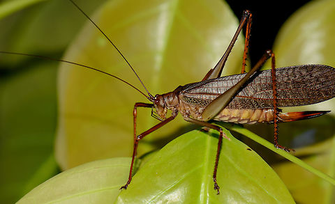 Giant Grasshopper/Katydid at night - closeup, Inírida, Colombia https://www.jungledragon.com/image/52882/giant_grasshopperkatydid_at_night_inrida_colombia.html Colombia,Guainía,Inírida,South America,World