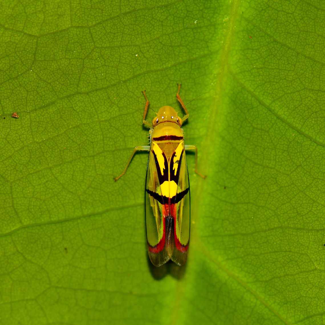 Tacora saturata - closeup, In&iacute;rida, Colombia <figure class="photo"><a href="https://www.jungledragon.com/image/52885/tacora_saturata_at_night_inrida_colombia.html" title="Tacora saturata at night, In&iacute;rida, Colombia"><img src="https://s3.amazonaws.com/media.jungledragon.com/images/2/52885_thumb.jpg?AWSAccessKeyId=05GMT0V3GWVNE7GGM1R2&Expires=1770854410&Signature=kCurBP9d%2BaahtlKi9AOt8fmNkpU%3D" width="200" height="134" alt="Tacora saturata at night, In&iacute;rida, Colombia https://www.jungledragon.com/image/52884/colorful_small_leafhopper_at_night_-_closeup_inrida_colombia.html Colombia,Guain&iacute;a,In&iacute;rida,South America,Tacora saturata,World" /></a></figure> Colombia,Guain&iacute;a,In&iacute;rida,South America,Tacora saturata,World