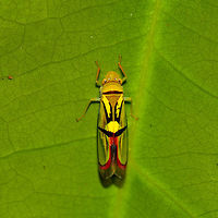 Tacora saturata - closeup, In&iacute;rida, Colombia https://www.jungledragon.com/image/52885/colorful_small_leafhopper_at_night_inrida_colombia.html Colombia,Guain&iacute;a,In&iacute;rida,South America,Tacora saturata,World