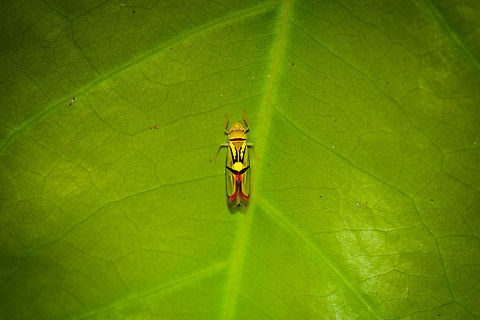 Tacora saturata at night, In&iacute;rida, Colombia https://www.jungledragon.com/image/52884/colorful_small_leafhopper_at_night_-_closeup_inrida_colombia.html Colombia,Guain&iacute;a,In&iacute;rida,South America,Tacora saturata,World