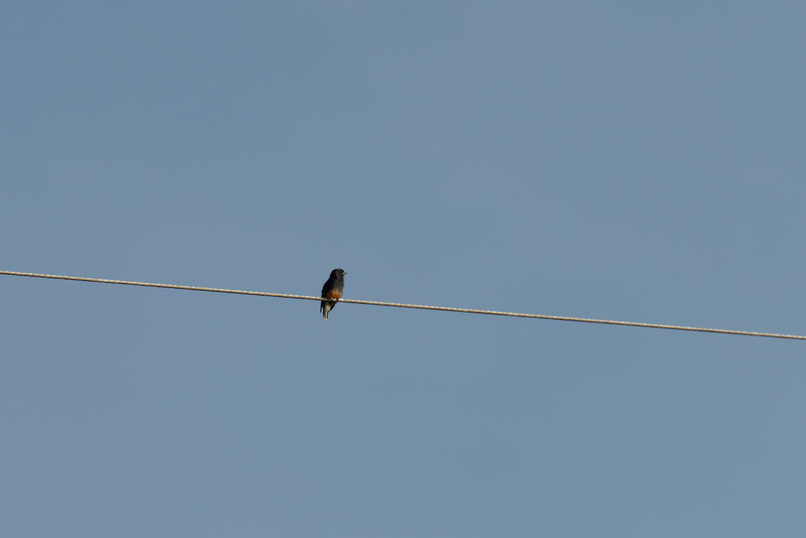 Swallow-winged puffbird, Inírida, Colombia Found near the hotel in In&iacute;rida, Colombia. Horrible photo, but the only one I have of this species. Chelidoptera tenebrosa,Colombia,Guainía,Inírida,South America,World,swallow winged puffbird
