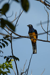 Green-backed Trogon - perched, Inírida, Colombia  Colombia,Green-backed Trogon,Guainía,Inírida,South America,Trogon viridis,World