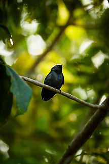 White-crowned manakin, Inírida, Colombia  Colombia,Dixiphia pipra,Guainía,Inírida,South America,White-crowned manakin,World