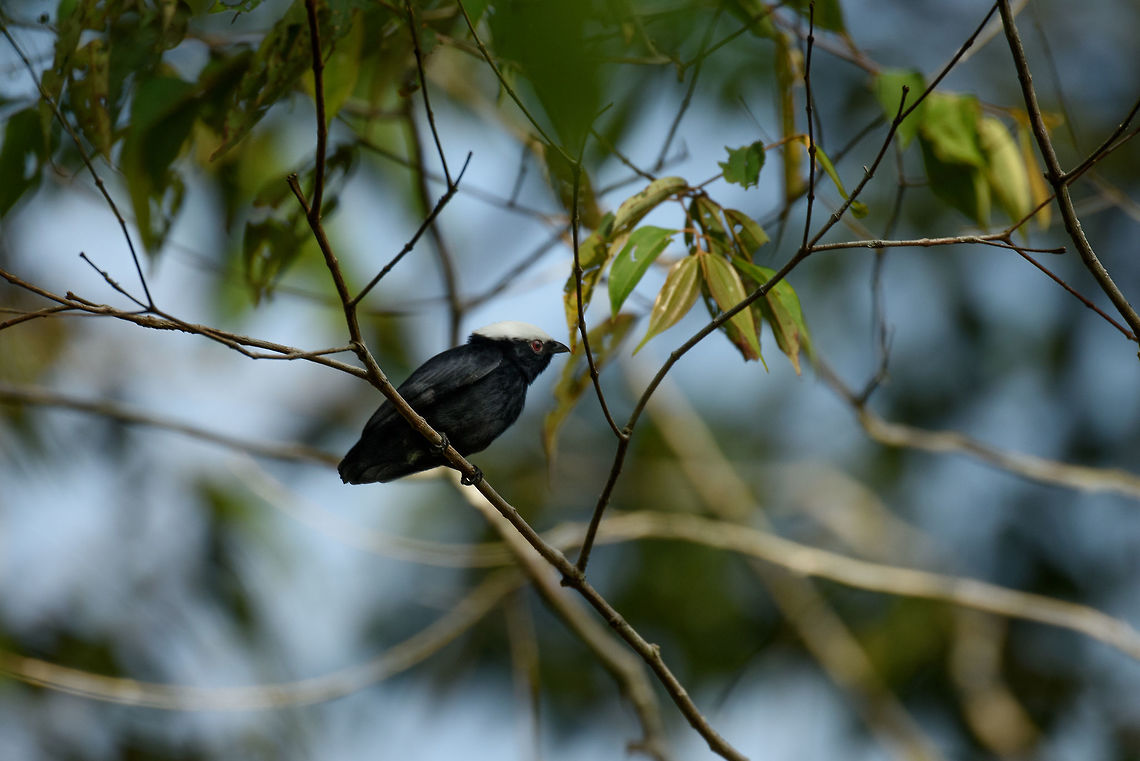 White-crowned manakin - side view, Inírida, Colombia  Colombia,Dixiphia pipra,Fall,Geotagged,Guainía,Inírida,South America,White-crowned manakin,World