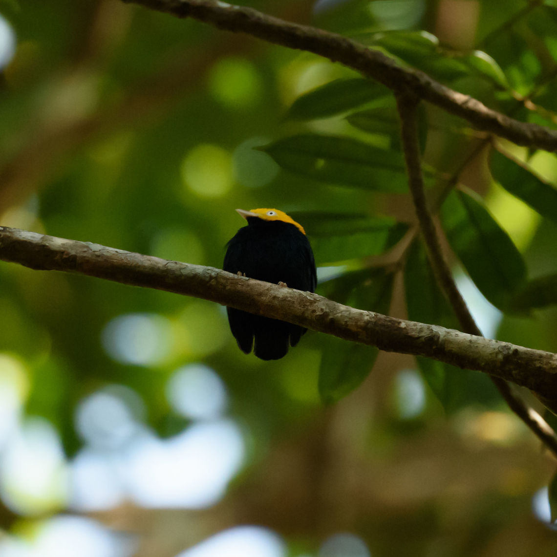 Golden-headed Manakin, Inírida, Colombia  Ceratopipra erythrocephala,Colombia,Golden-headed manakin,Guainía,Inírida,South America,World