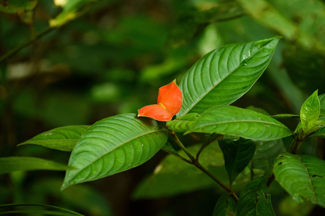 Hot lips plant, In&iacute;rida, Colombia This plant is known for its red "lips", which are special leafs (brackets) that attract insects.  Colombia,Fall,Geotagged,Guain&iacute;a,Hot lips plant,In&iacute;rida,Psychotria elata,South America,World