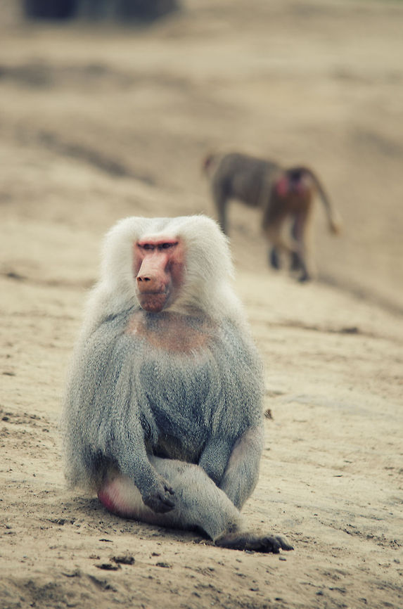 The Hamadryas baboon  Beekse bergen,Hamadryas baboon,Papio hamadryas