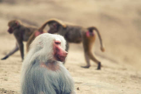 Hamadryas baboon The leader of the pack tolerates the inner circle whilst watching for danger in the outer circle. Beekse bergen,Hamadryas baboon,Papio hamadryas
