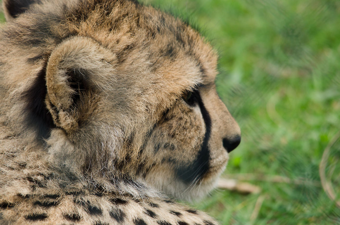 Young Cheetah at Beekse Bergen  Acinonyx jubatus,Beekse bergen,Cheetah