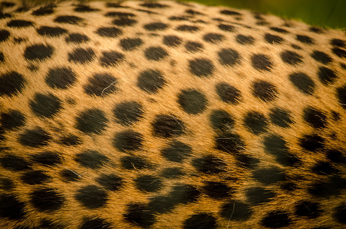 Cheetah Furrrrrr In its best possible condition: alive. Acinonyx jubatus,Beekse bergen,Cheetah