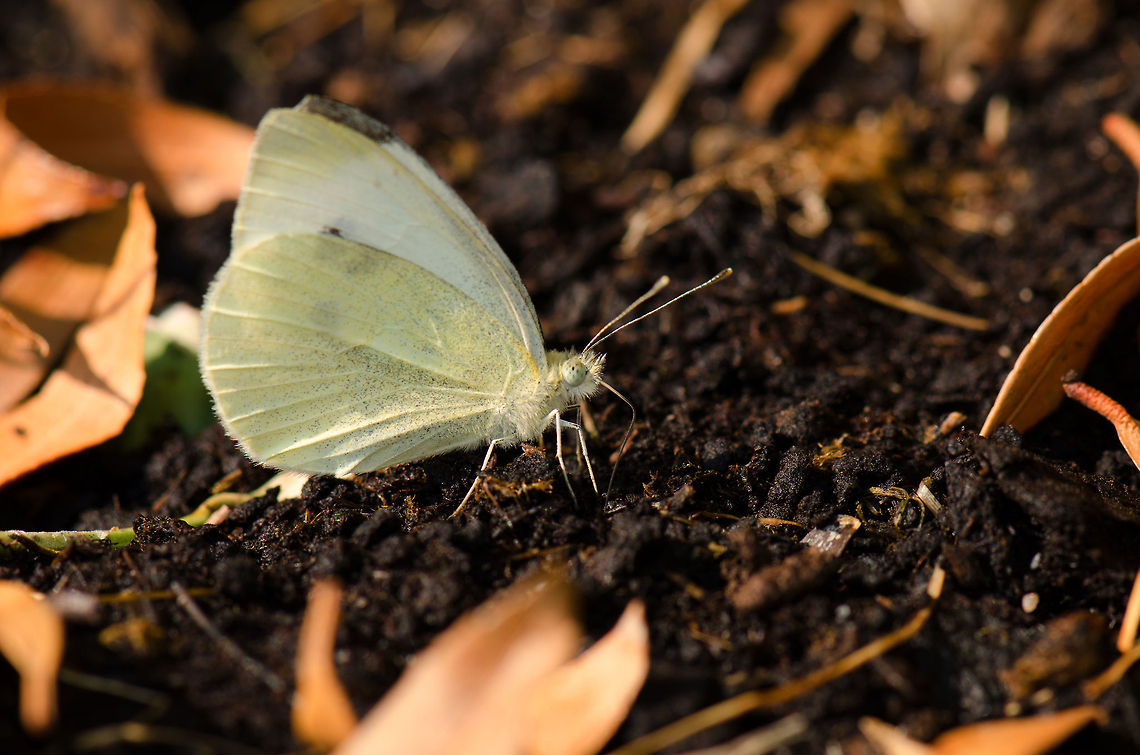 Large White Butterfly (Pieris brassicae)  Macro,Pieris brassicae