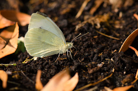 Large White Butterfly (Pieris brassicae)  Macro,Pieris brassicae