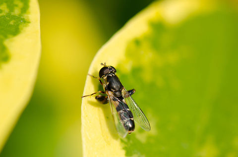 Hoverfly  Hoverfly,Macro,Syritta pipiens
