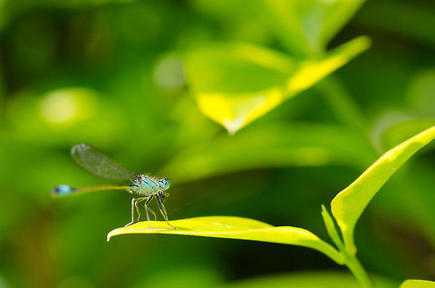 Blue-tailed Damselfly landing  Blue-tailed Damselfly,Ischnura elegans,Macro