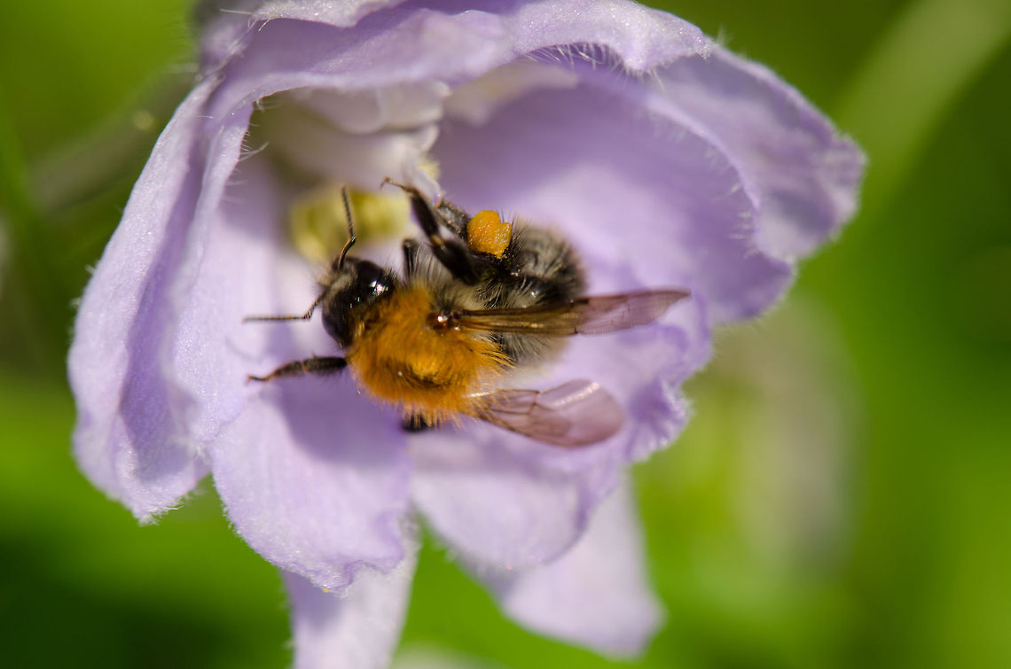Western honey bee Not 100% sure about this identification. Apis mellifera,Macro,Western honey bee(Apis mellifera)