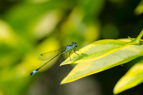 Blue-tailed Damselfly resting  Blue-tailed Damselfly,Ischnura elegans,Macro