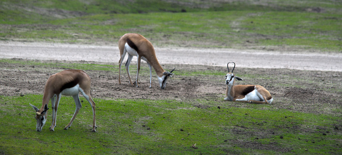 Troup of Springboks resting  Antidorcas marsupialis,Beekse bergen,HDR,Springbok
