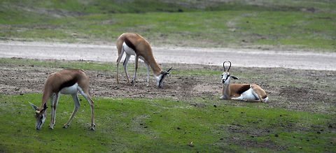 Troup of Springboks resting  Antidorcas marsupialis,Beekse bergen,HDR,Springbok