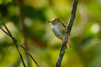 Helmeted pygmy tyrant, Inírida - closeup, Colombia Funny looking bird, it always seem to have this confused just out of bed look.<br />
<br />
https://www.jungledragon.com/image/53143/helmeted_pygmy_tyrant_inrida_colombia.html Colombia,Fall,Geotagged,Guainía,Helmeted pygmy tyrant,Inírida,Lophotriccus galeatus,South America,World