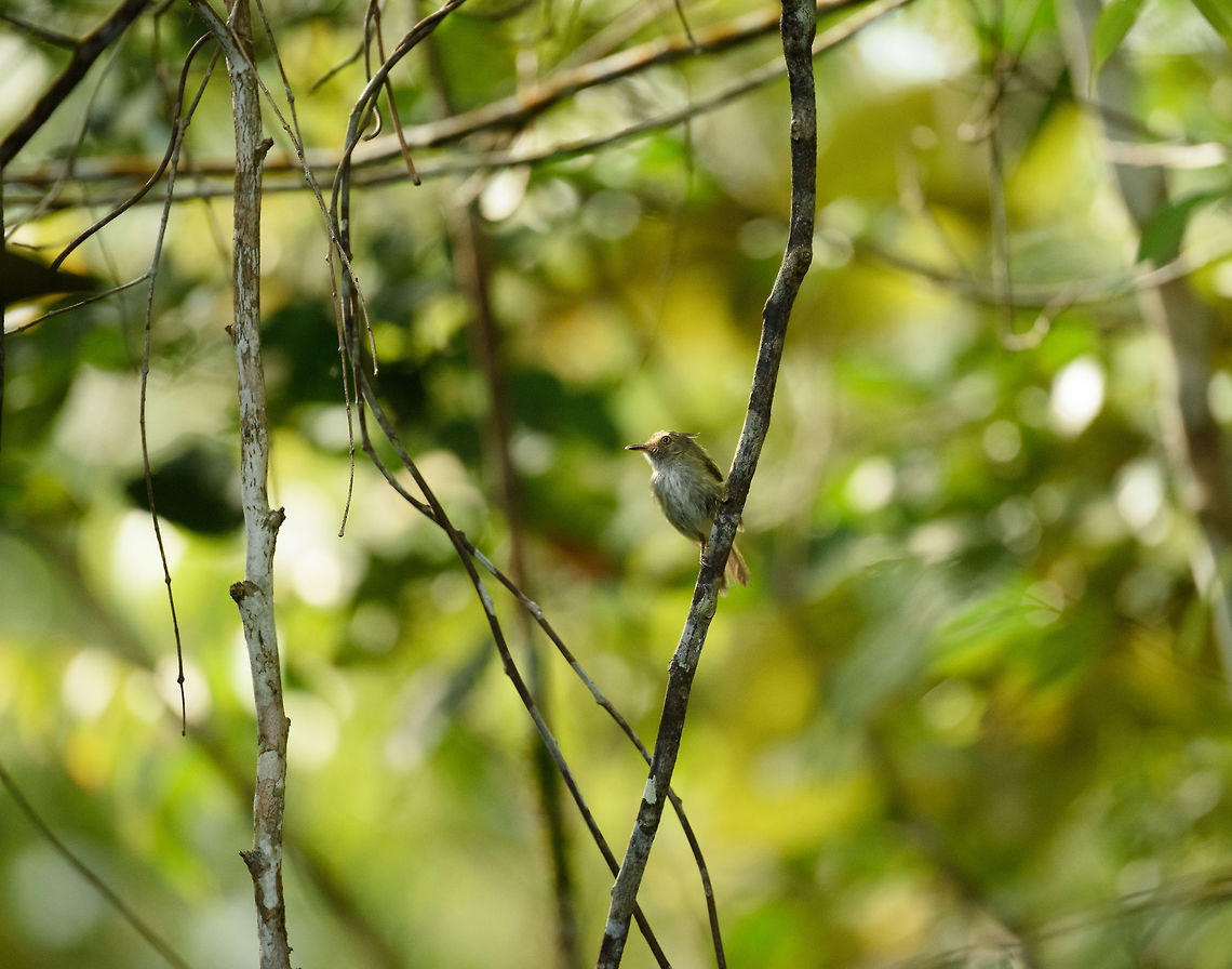 Helmeted pygmy tyrant, Inírida, Colombia <figure class="photo"><a href="https://www.jungledragon.com/image/53142/helmeted_pygmy_tyrant_inrida_-_closeup_colombia.html" title="Helmeted pygmy tyrant, In&iacute;rida - closeup, Colombia"><img src="https://s3.amazonaws.com/media.jungledragon.com/images/2/53142_thumb.jpg?AWSAccessKeyId=05GMT0V3GWVNE7GGM1R2&Expires=1759968010&Signature=Et0RHruCS%2BXhcD%2FjJjEpp3vHauM%3D" width="200" height="134" alt="Helmeted pygmy tyrant, In&iacute;rida - closeup, Colombia Funny looking bird, it always seem to have this confused just out of bed look.<br />
<br />
https://www.jungledragon.com/image/53143/helmeted_pygmy_tyrant_inrida_colombia.html Colombia,Fall,Geotagged,Guain&iacute;a,Helmeted pygmy tyrant,In&iacute;rida,Lophotriccus galeatus,South America,World" /></a></figure> Colombia,Fall,Geotagged,Guainía,Helmeted pygmy tyrant,Inírida,Lophotriccus galeatus,South America,World