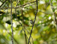 Helmeted pygmy tyrant, Inírida, Colombia https://www.jungledragon.com/image/53142/helmeted_pygmy_tyrant_inrida_-_closeup_colombia.html Colombia,Fall,Geotagged,Guainía,Helmeted pygmy tyrant,Inírida,Lophotriccus galeatus,South America,World