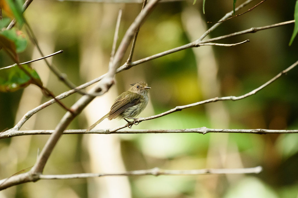 Helmeted pygmy tyrant, Inírida - side view, Colombia <figure class="photo"><a href="https://www.jungledragon.com/image/53142/helmeted_pygmy_tyrant_inrida_-_closeup_colombia.html" title="Helmeted pygmy tyrant, In&iacute;rida - closeup, Colombia"><img src="https://s3.amazonaws.com/media.jungledragon.com/images/2/53142_thumb.jpg?AWSAccessKeyId=05GMT0V3GWVNE7GGM1R2&Expires=1759968010&Signature=Et0RHruCS%2BXhcD%2FjJjEpp3vHauM%3D" width="200" height="134" alt="Helmeted pygmy tyrant, In&iacute;rida - closeup, Colombia Funny looking bird, it always seem to have this confused just out of bed look.<br />
<br />
https://www.jungledragon.com/image/53143/helmeted_pygmy_tyrant_inrida_colombia.html Colombia,Fall,Geotagged,Guain&iacute;a,Helmeted pygmy tyrant,In&iacute;rida,Lophotriccus galeatus,South America,World" /></a></figure> Colombia,Fall,Geotagged,Guainía,Helmeted pygmy tyrant,Inírida,Lophotriccus galeatus,South America,World