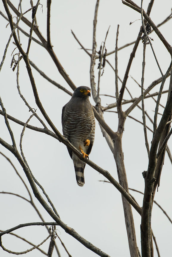 Roadside Hawk monitoring snacks, In&iacute;rida, Colombia  Buteo magnirostris,Colombia,Fall,Geotagged,Guain&iacute;a,In&iacute;rida,Roadside Hawk,South America,World