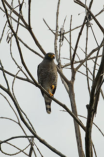 Roadside Hawk monitoring snacks, In&iacute;rida, Colombia  Buteo magnirostris,Colombia,Fall,Geotagged,Guain&iacute;a,In&iacute;rida,Roadside Hawk,South America,World