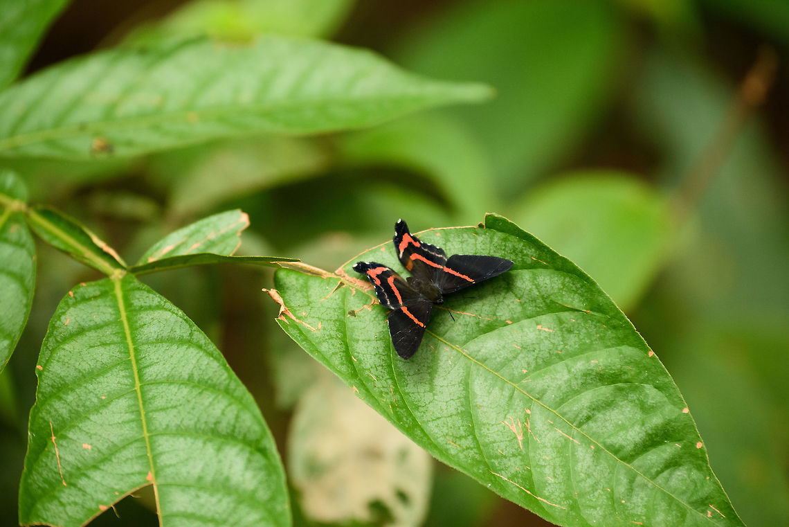 Ancyluris meliboeus, Inírida, Colombia Looks like the same species I found in the Andes:<br />
<figure class="photo"><a href="https://www.jungledragon.com/image/48405/meliboeus_swordtail_on_leaf_santa_mara_colombia.html" title="Meliboeus swordtail on leaf, Santa Mar&iacute;a, Colombia"><img src="https://s3.amazonaws.com/media.jungledragon.com/images/2/48405_thumb.jpg?AWSAccessKeyId=05GMT0V3GWVNE7GGM1R2&Expires=1759968010&Signature=Gid%2FOo%2FhAt572xqQuzpZhrxSbqA%3D" width="200" height="134" alt="Meliboeus swordtail on leaf, Santa Mar&iacute;a, Colombia  Ancyluris meliboeus,Boyac&aacute;,Colombia,Meliboeus swordtail,Santa Mar&iacute;a,South America,World" /></a></figure><br />
...this time in the Amazon, almost the same pose even. Ancyluris meliboeus,Colombia,Guainía,Inírida,Meliboeus swordtail,South America,World