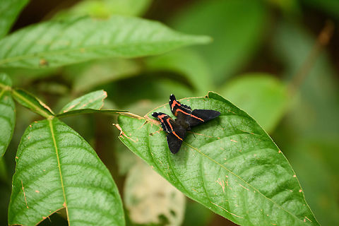 Ancyluris meliboeus, Inírida, Colombia Looks like the same species I found in the Andes:
https://www.jungledragon.com/image/48405/meliboeus_swordtail_on_leaf_santa_mara_colombia.html
...this time in the Amazon, almost the same pose even. Ancyluris meliboeus,Colombia,Guainía,Inírida,Meliboeus swordtail,South America,World