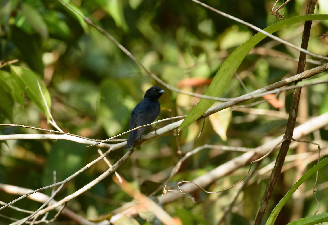 Black Manakin, Inírida, Colombia Unsharp, sorry. Colombia,Guainía,Inírida,South America,World,Xenopipo atronitens,black manakin