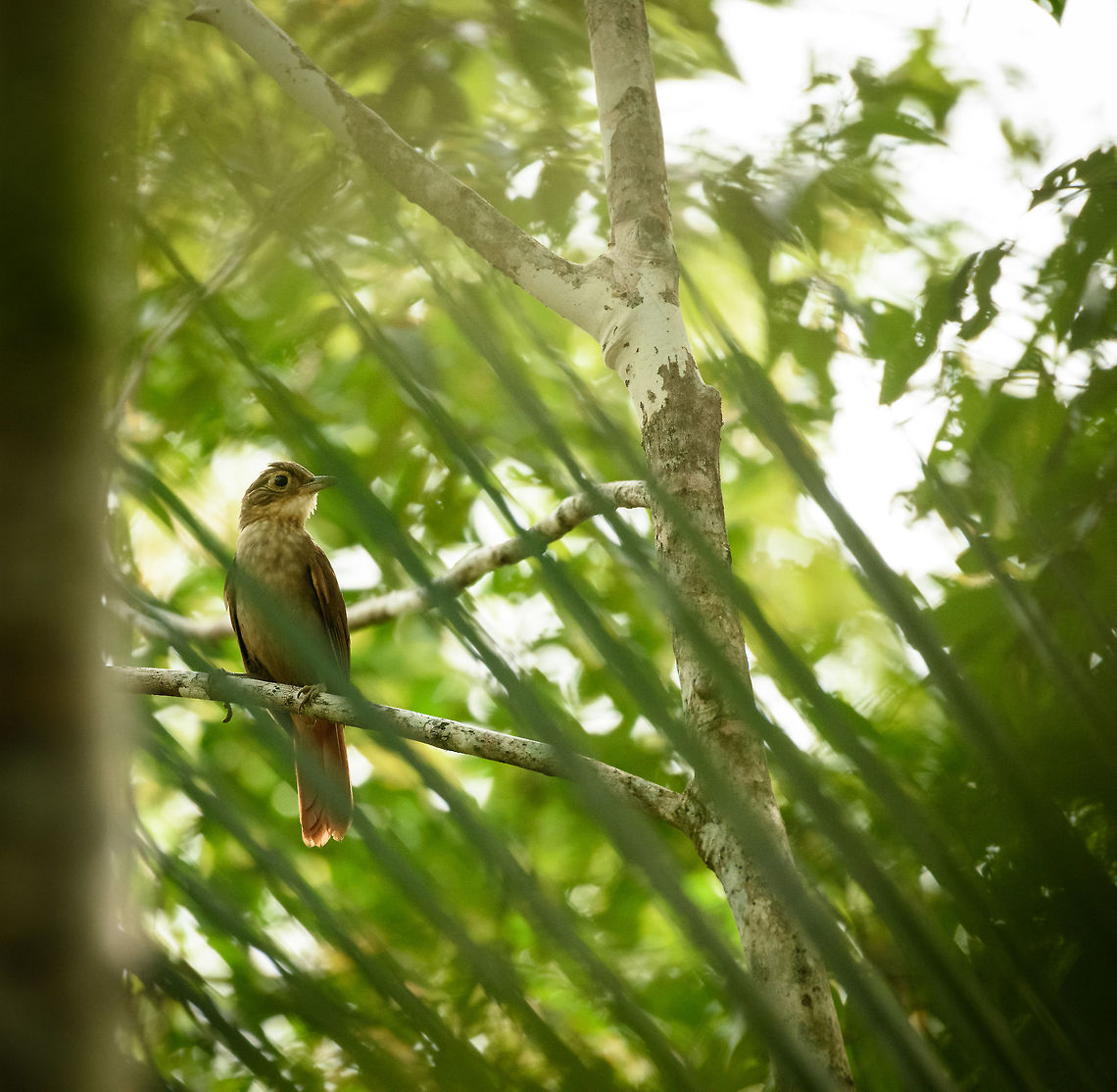 Buff-throated foliage-gleaner, In&iacute;rida, Colombia  Automolus ochrolaemus,Buff-throated foliage-gleaner,Colombia,Guain&iacute;a,In&iacute;rida,South America,World