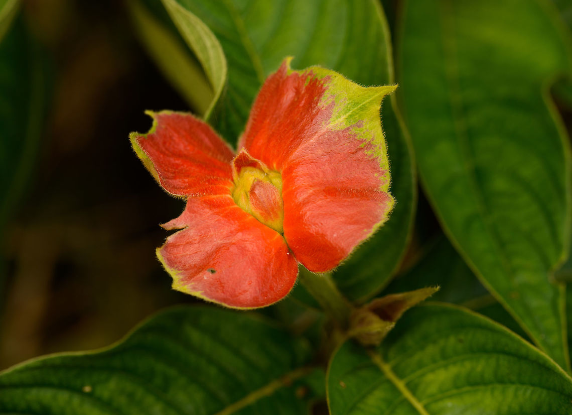 Hot lips plant - closeup, In&iacute;rida, Colombia  Colombia,Guain&iacute;a,Hot lips plant,In&iacute;rida,Psychotria elata,South America,World