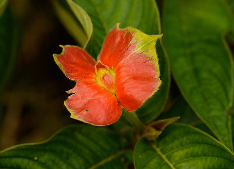 Hot lips plant - closeup, Inírida, Colombia  Colombia,Guainía,Hot lips plant,Inírida,Psychotria elata,South America,World