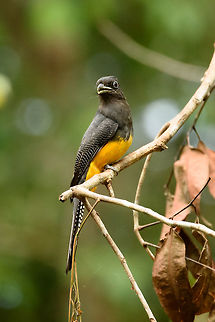 Green-backed Trogon - perched II, Inírida, Colombia  Colombia,Fall,Geotagged,Green-backed Trogon,Guainía,Inírida,South America,Trogon viridis,World