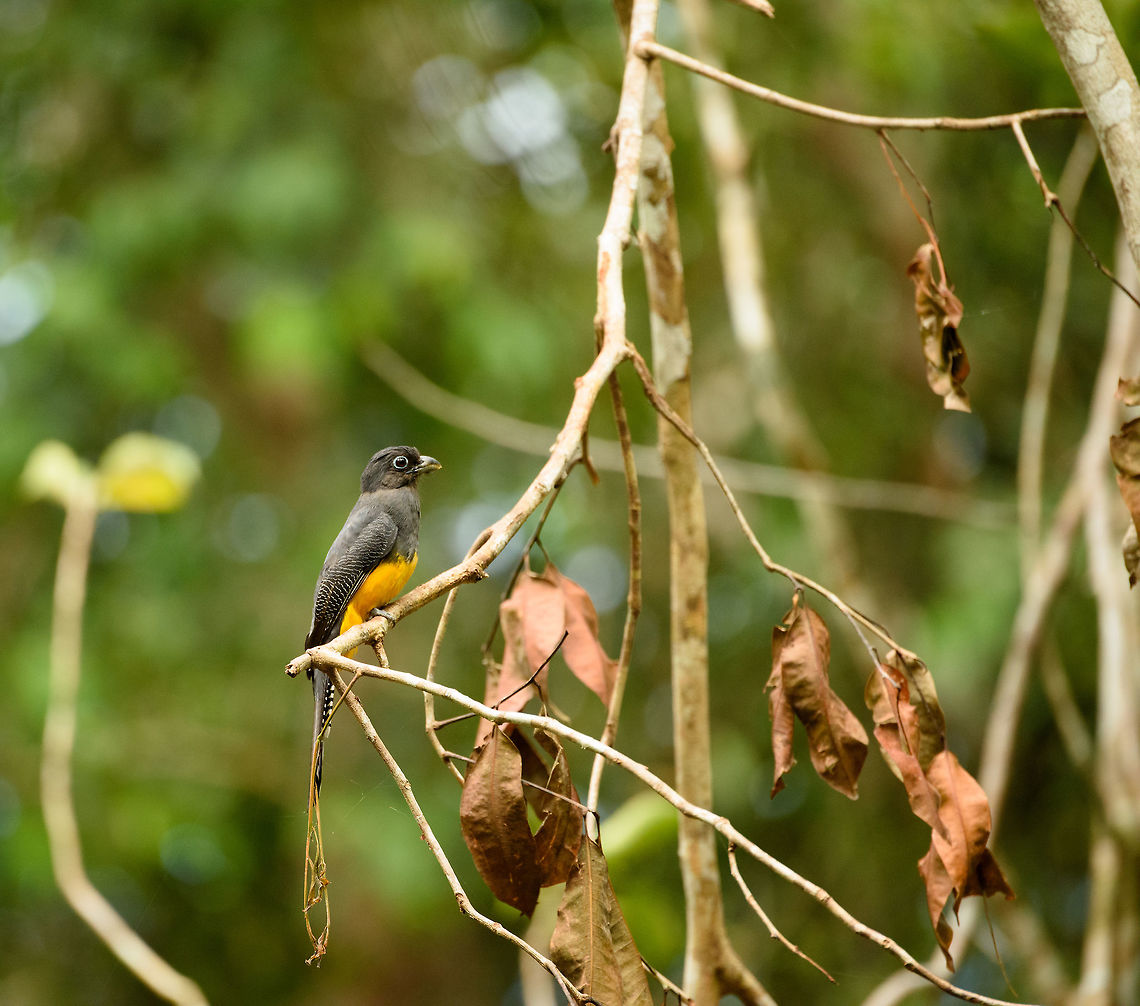 Green-backed Trogon - side view, Inírida, Colombia  Colombia,Fall,Geotagged,Green-backed Trogon,Guainía,Inírida,South America,Trogon viridis,World