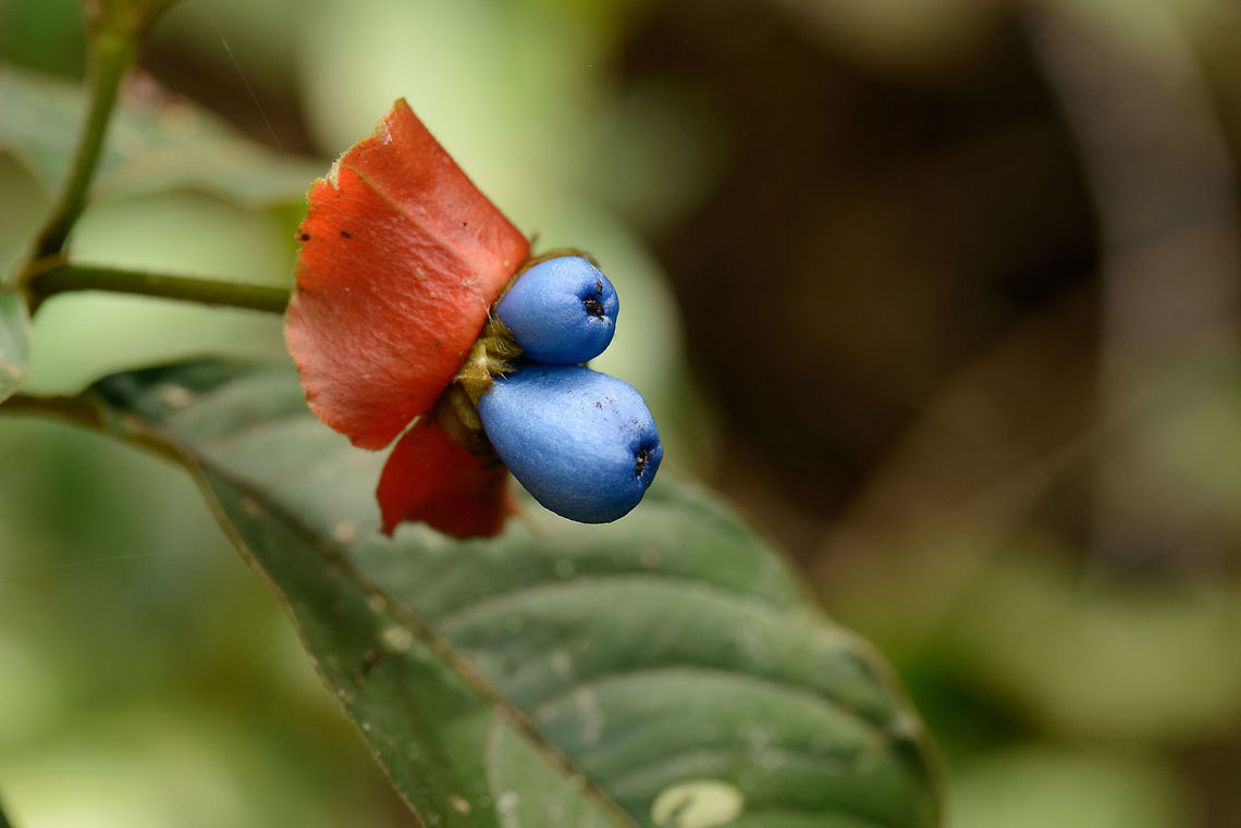 Blue berries/fruits in plant, Inírida, Colombia  Colombia,Guainía,Hot lips plant,Inírida,Psychotria elata,South America,World