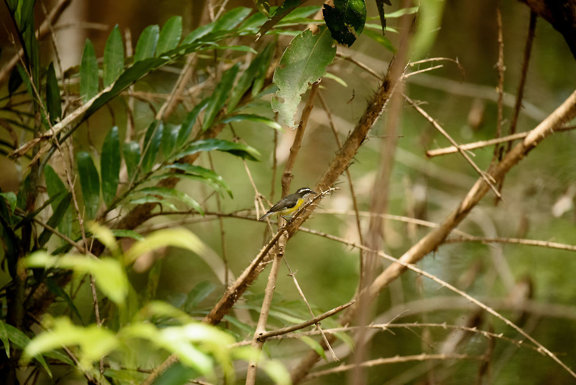 Bananaquit on thorns, In&iacute;rida, Colombia  Bananaquit,Coereba flaveola,Colombia,Fall,Geotagged,Guain&iacute;a,In&iacute;rida,South America,World