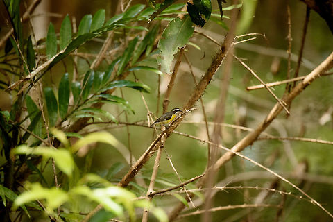 Bananaquit on thorns, Inírida, Colombia  Bananaquit,Coereba flaveola,Colombia,Fall,Geotagged,Guainía,Inírida,South America,World