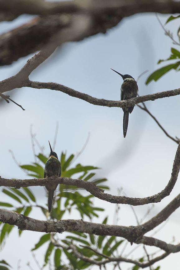 Bronzy jacamar couple, Inírida, Colombia Not the best shot, but it shows the difference between the male and female. The male has the white chin, the female the yellowish chin. Female on the hunt:<br />
<figure class="photo"><a href="https://www.jungledragon.com/image/53169/female_bronzy_jacamar_on_the_hunt_inrida_colombia.html" title="Female Bronzy Jacamar on the hunt, In&iacute;rida, Colombia"><img src="https://s3.amazonaws.com/media.jungledragon.com/images/2/53169_thumb.jpg?AWSAccessKeyId=05GMT0V3GWVNE7GGM1R2&Expires=1763596810&Signature=%2BaLKdIfMBKz%2FKoVtHyk5LCtMUkk%3D" width="200" height="134" alt="Female Bronzy Jacamar on the hunt, In&iacute;rida, Colombia Female at work, catching a butterfly. Bronzy jacamar,Colombia,Fall,Galbula leucogastra,Geotagged,Guain&iacute;a,In&iacute;rida,South America,World" /></a></figure><br />
Male on the hunt:<br />
<br />
<figure class="photo"><a href="https://www.jungledragon.com/image/53167/male_bronzy_jacamar_on_the_hunt_inrida_colombia.html" title="Male Bronzy Jacamar on the hunt, In&iacute;rida, Colombia"><img src="https://s3.amazonaws.com/media.jungledragon.com/images/2/53167_thumb.jpg?AWSAccessKeyId=05GMT0V3GWVNE7GGM1R2&Expires=1763596810&Signature=2j1Tlw7CUnV8GqEtrrDMvEvldRU%3D" width="200" height="134" alt="Male Bronzy Jacamar on the hunt, In&iacute;rida, Colombia Male successfully snatching a dragonfly. Which it violently takes apart, as you can see from the dragonflies&#039; wing to the right. Bronzy jacamar,Colombia,Fall,Galbula leucogastra,Geotagged,Guain&iacute;a,In&iacute;rida,South America,World" /></a></figure> Colombia,Fall,Galbula leucogastra,Geotagged,Guainía,Inírida,South America,World,bronzy jacamar
