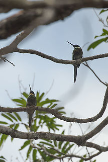 Bronzy jacamar couple, In&iacute;rida, Colombia Not the best shot, but it shows the difference between the male and female. The male has the white chin, the female the yellowish chin. Female on the hunt:
https://www.jungledragon.com/image/53169/female_bronzy_jacamar_on_the_hunt_inrida_colombia.html
Male on the hunt:

https://www.jungledragon.com/image/53167/male_bronzy_jacamar_on_the_hunt_inrida_colombia.html Colombia,Fall,Galbula leucogastra,Geotagged,Guain&iacute;a,In&iacute;rida,South America,World,bronzy jacamar