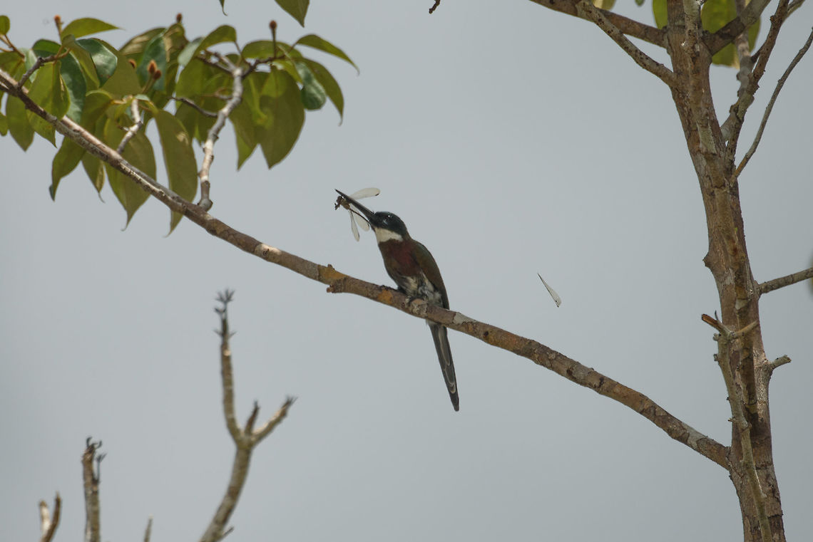 Male Bronzy Jacamar on the hunt, Inírida, Colombia Male successfully snatching a dragonfly. Which it violently takes apart, as you can see from the dragonflies&#039; wing to the right. Bronzy jacamar,Colombia,Fall,Galbula leucogastra,Geotagged,Guainía,Inírida,South America,World