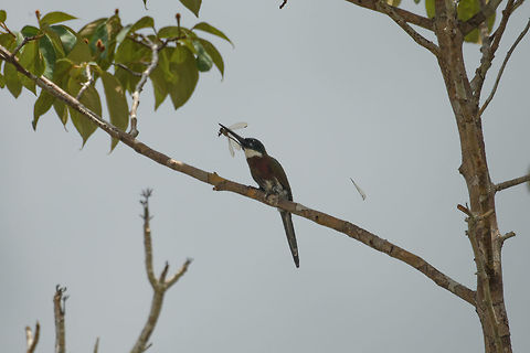 Male Bronzy Jacamar on the hunt, In&iacute;rida, Colombia Male successfully snatching a dragonfly. Which it violently takes apart, as you can see from the dragonflies' wing to the right. Bronzy jacamar,Colombia,Fall,Galbula leucogastra,Geotagged,Guain&iacute;a,In&iacute;rida,South America,World