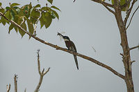 Male Bronzy Jacamar on the hunt, In&iacute;rida, Colombia Male successfully snatching a dragonfly. Which it violently takes apart, as you can see from the dragonflies' wing to the right. Bronzy jacamar,Colombia,Fall,Galbula leucogastra,Geotagged,Guain&iacute;a,In&iacute;rida,South America,World
