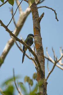 Female Bronzy Jacamar perched, In&iacute;rida, Colombia  Bronzy jacamar,Colombia,Fall,Galbula leucogastra,Geotagged,Guain&iacute;a,In&iacute;rida,South America,World