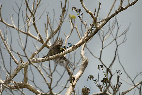 Female Bronzy Jacamar on the hunt, In&iacute;rida, Colombia Female at work, catching a butterfly. Bronzy jacamar,Colombia,Fall,Galbula leucogastra,Geotagged,Guain&iacute;a,In&iacute;rida,South America,World