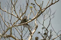 Female Bronzy Jacamar on the hunt, In&iacute;rida, Colombia Female at work, catching a butterfly. Bronzy jacamar,Colombia,Fall,Galbula leucogastra,Geotagged,Guain&iacute;a,In&iacute;rida,South America,World